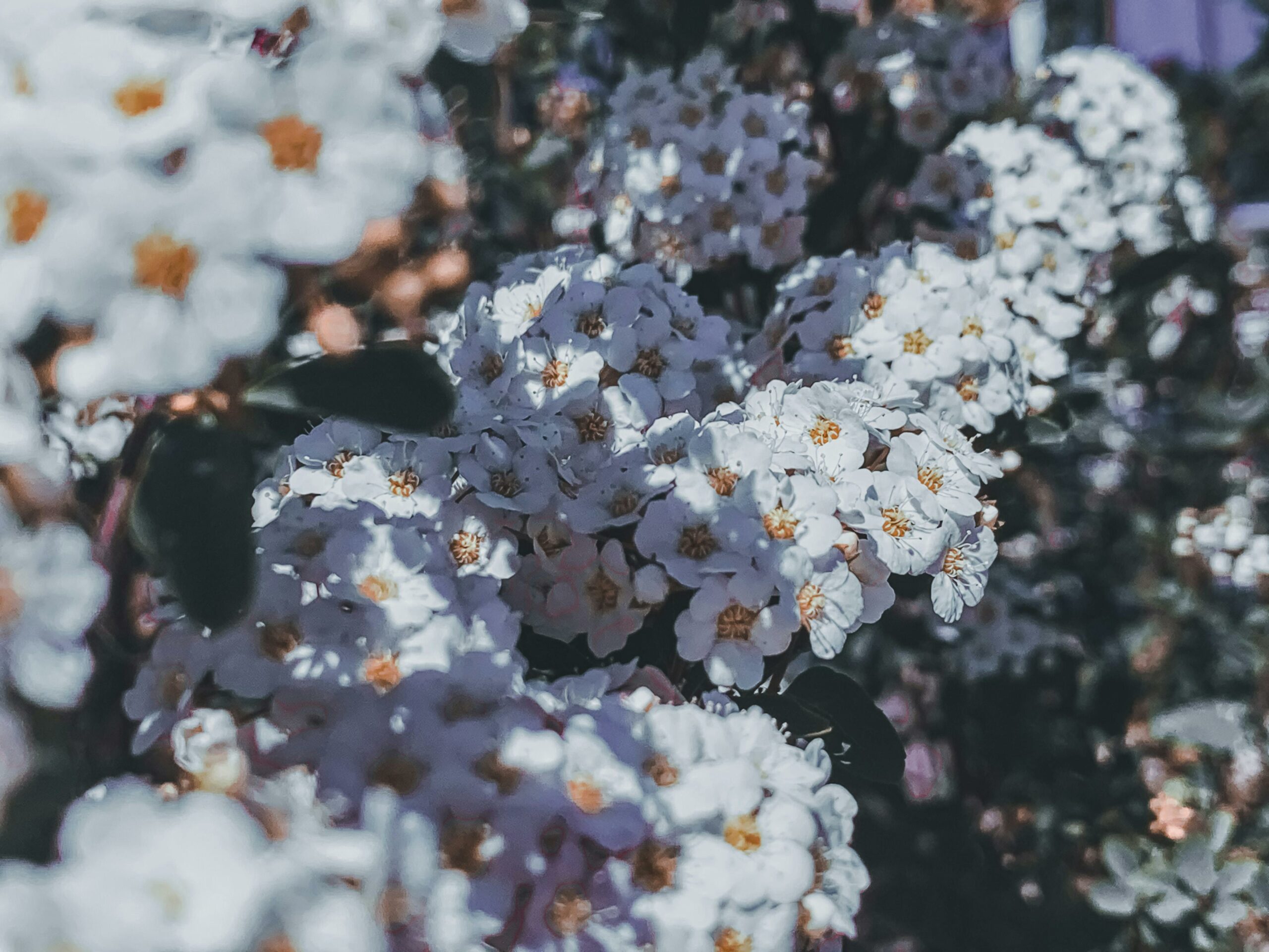 La-primavera-del-Salento-si-annuncia-con-colori-e-profumi