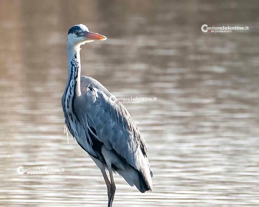 L'Airone Cenerino, un osservatore paziente del Salento