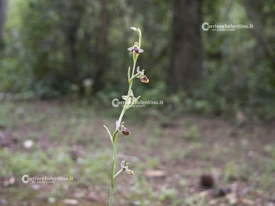 L'inganno della natura: l'orchidea che si veste da insetto