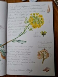 La flora del Salento conquista Londra: Nunzia Imperiale dipinge l'Alisso di L...
