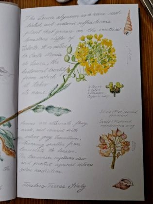 La flora del Salento conquista Londra: Nunzia Imperiale dipinge l'Alisso di L...