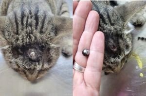 Maltrattamento a un gatto domestico: indagini in corso per il colpo d'arma da...