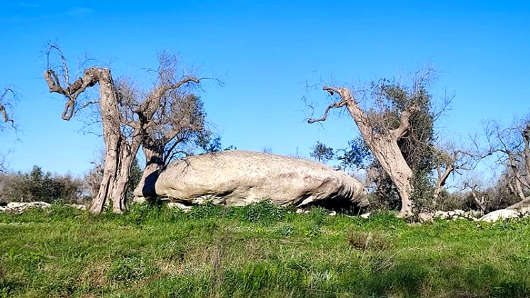 I segreti dei megaliti del Salento