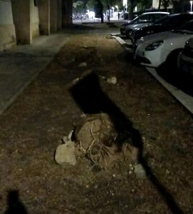 "La vicenda dei 14 alberi tagliati a Santa Rosa: chi ha dato il via libera&he...