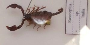 Lo scorpione del Salento, un cavaliere in armatura da bagno